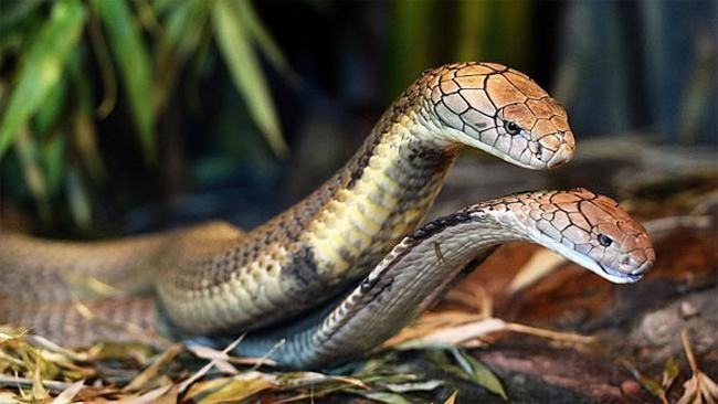 Read more about the article Mơ thấy rắn điềm báo gì? Con số may mắn